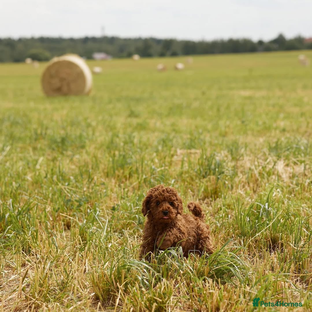 Toy Poodle dogs for sale: 🐩💖 Charming Toy Poodle Puppies for Sale 🐾✨ - Image 7