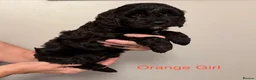 Cockapoo dogs for sale: F2Bb cockapoo puppies - Advert 13