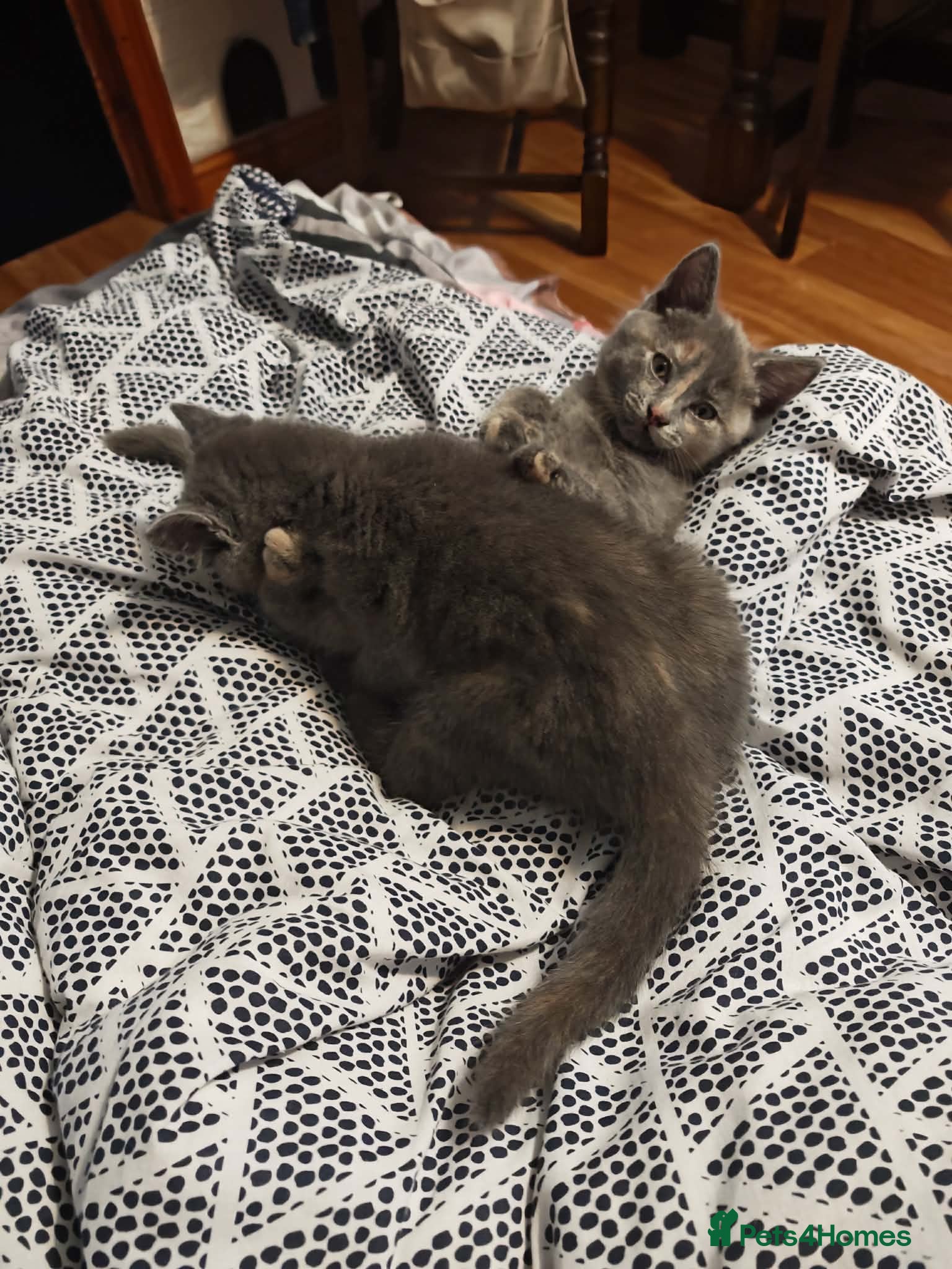 British Shorthair cats  2 adorable British Shorthair female kittens 🐾 - Advert 9