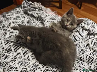 British Shorthair cats 2 adorable British Shorthair female kittens 🐾 - Advert 9