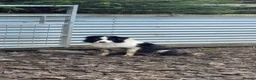 Border Collie dogs for sale: Very Cute Fluffy Border Collie Pups - Advert 10