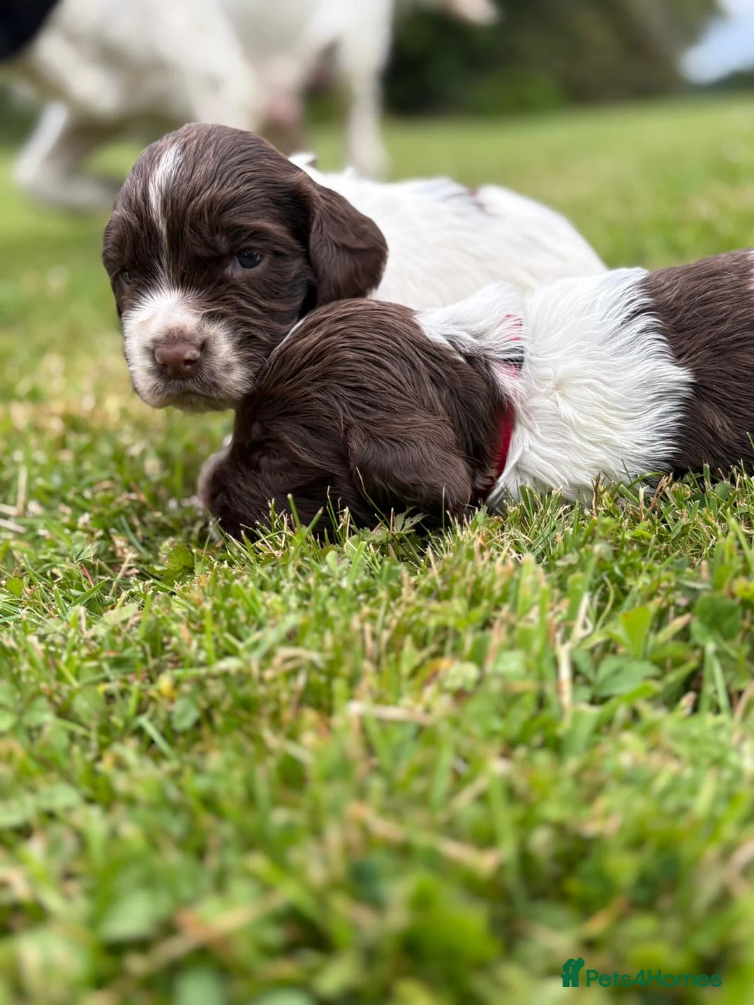 English Springer Spaniel dogs for sale: KC Registered Springer Spaniel Puppies - Advert 2