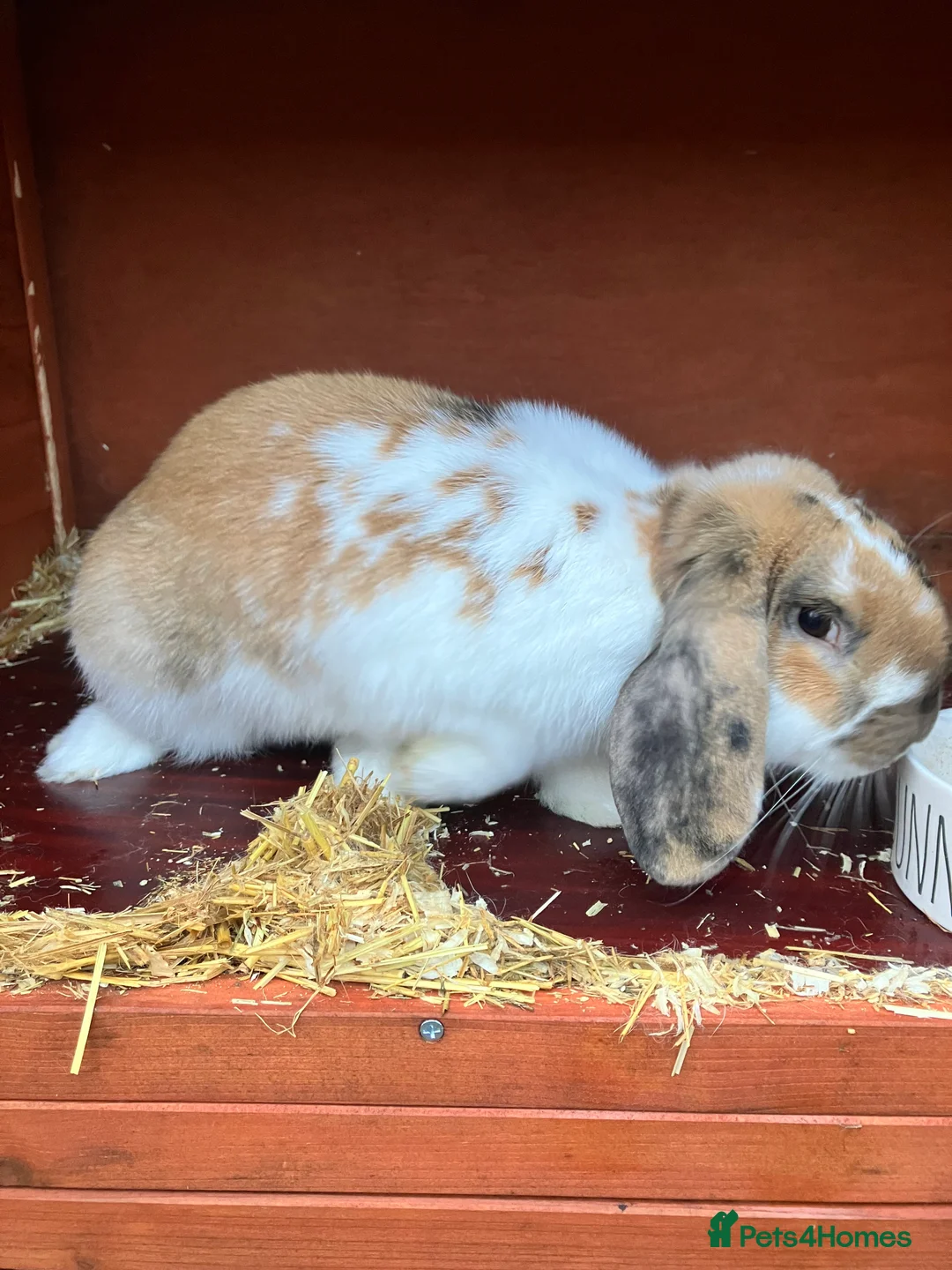 English Lop rabbits for sale: English Lop Bunny & Hutch for Sale - Advert 5