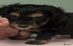 Maltipoo dogs for sale: Beautiful maltipoo puppies - Image 12
