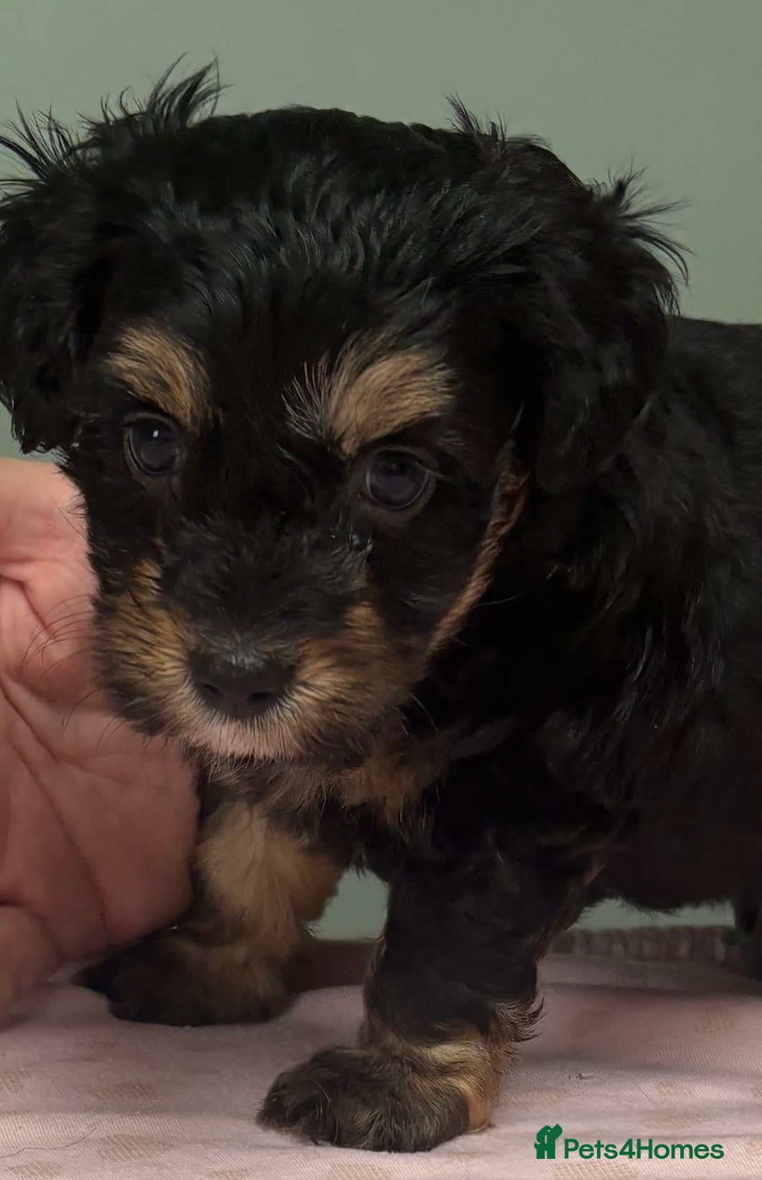 Maltipoo dogs for sale: Beautiful maltipoo puppies - Image 12