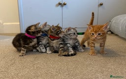 Maine Coon cats for sale: ✨2 Boys and 3 Girls Maine Coon kittens ✨🐾 - Image 1
