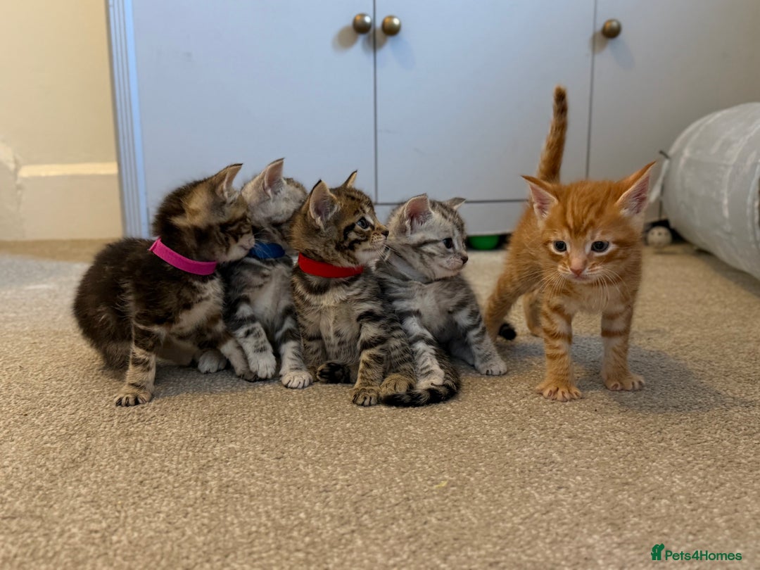 Maine Coon cats for sale: ✨2 Boys and 3 Girls Maine Coon kittens ✨🐾 - Image 1