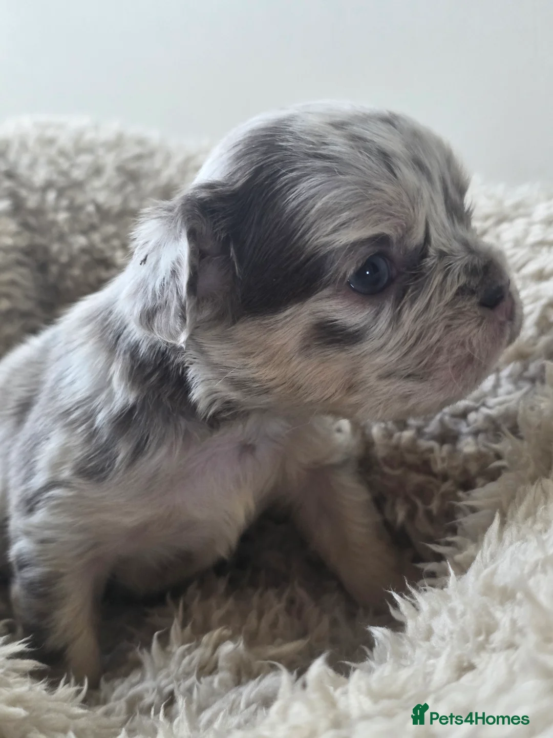 French Bulldog dogs for sale: French Bulldog (4 visual Fluffys) - Advert 3