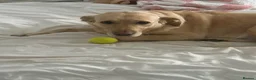 Goldador dogs for sale: 5 year old Goldador  in Derby - Advert 7