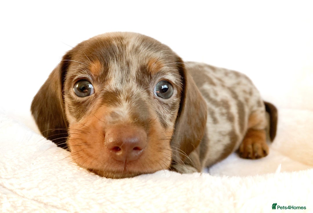 Miniature Dachshund dogs for sale: READY NOW PRA CLEAR DACHSHUND PUPPIES - Image 20