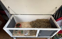 Guinea Pig rodents for sale: Two Teddy guinea pigs with Hutches  - Image 6