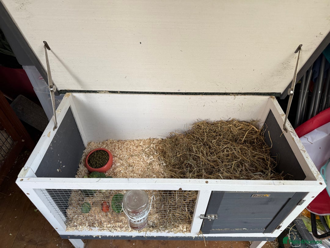 Guinea Pig rodents for sale: Two Teddy guinea pigs with Hutches  - Image 6