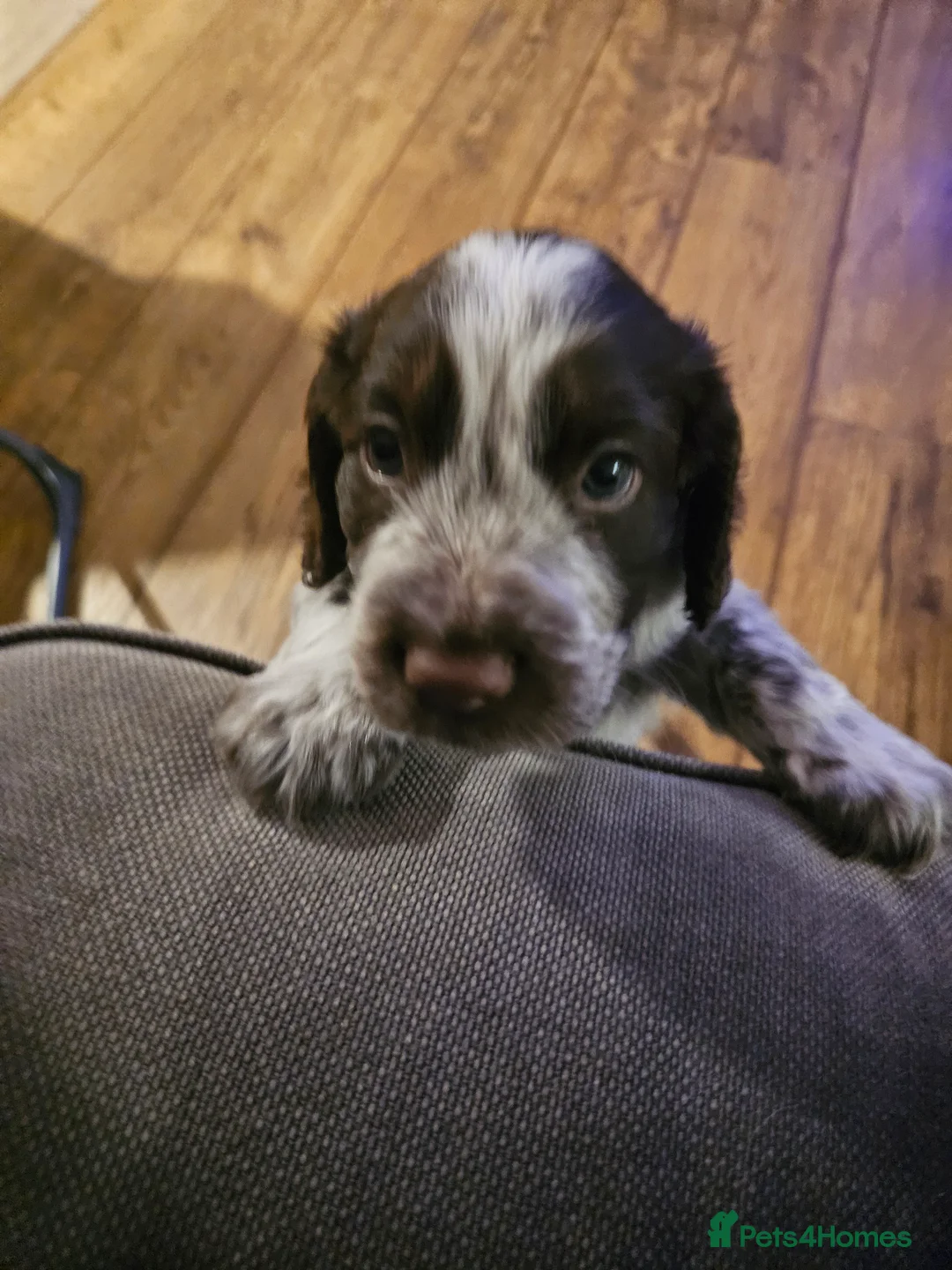 Cocker Spaniel dogs for sale: Male cocker spaniel pups - Advert 3