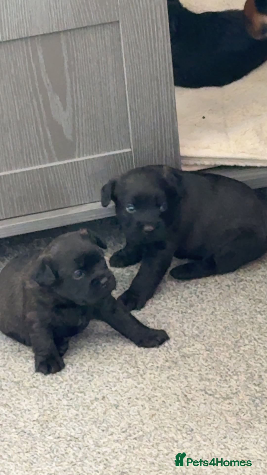Mixed Breed dogs for sale: French Bulldog X Toy Poodle - Image 3