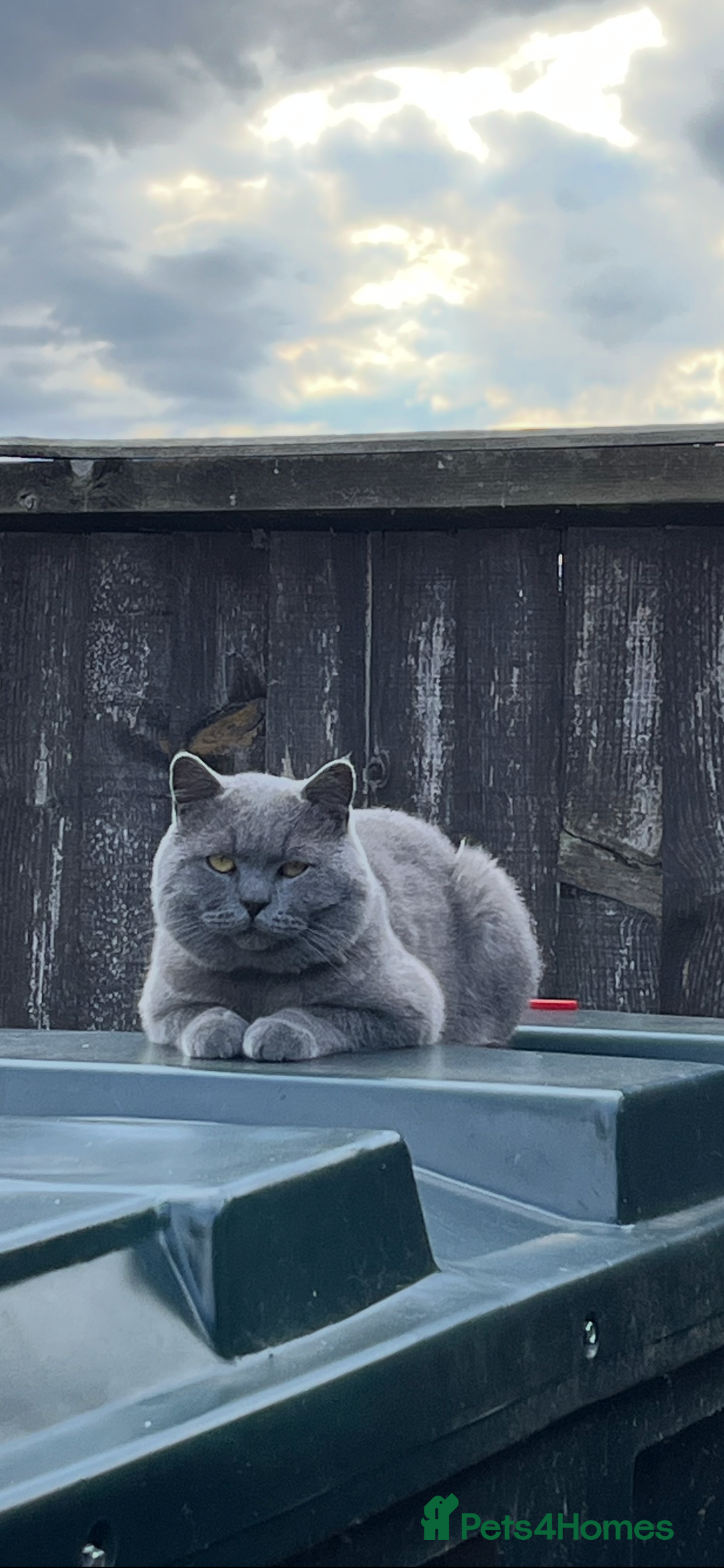 Mixed Breed cats for sale: British shorthair Lilac boy ready now - Image 2