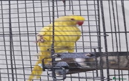 Parrots birds for sale: Beautiful baby lutino ringneck talking parrot - Image 2