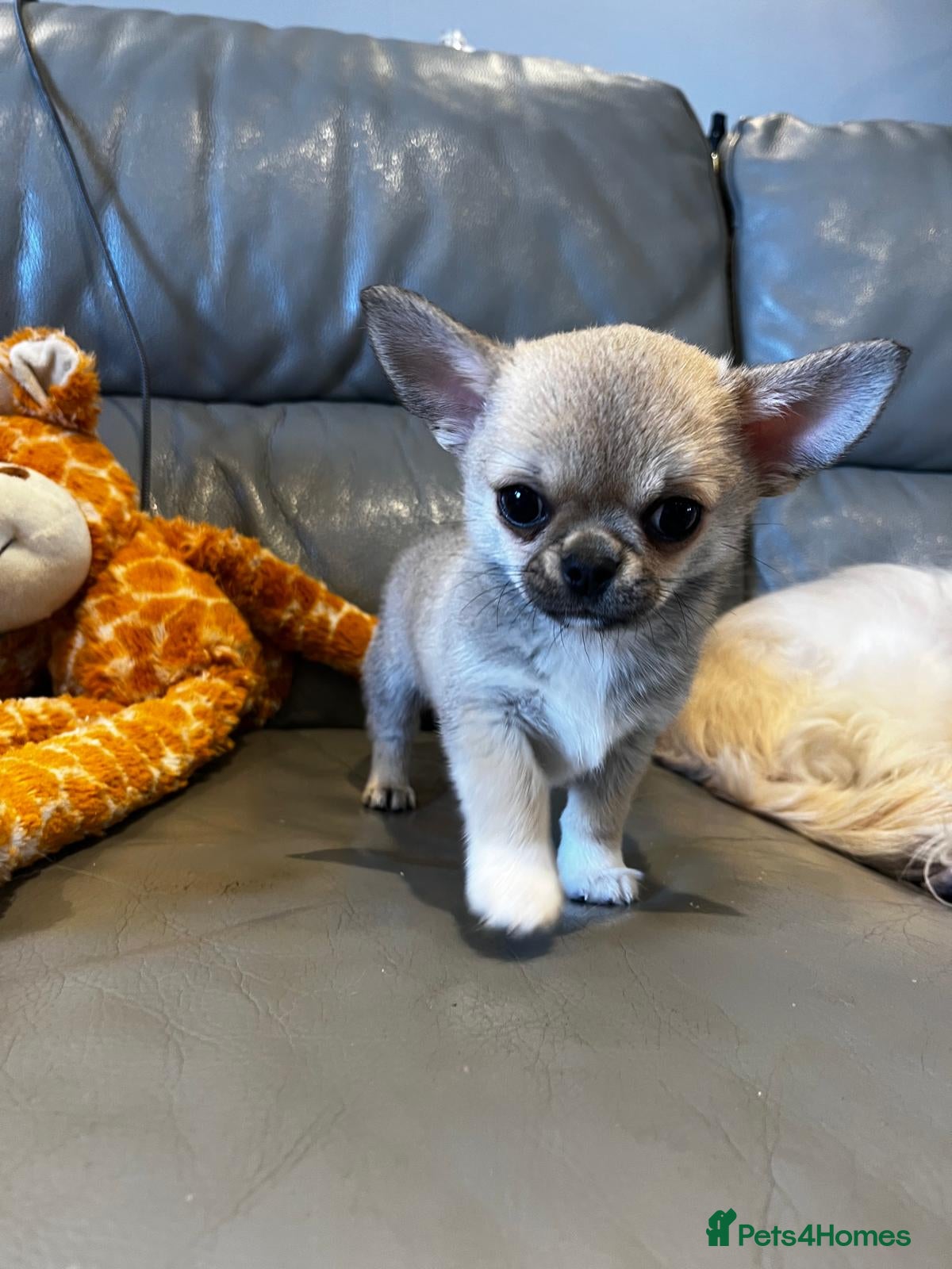 Chihuahua dogs READY NOW - chihuahua puppies smooth & long - Advert 3