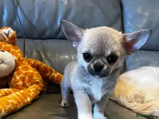 Chihuahua dogs READY NOW - chihuahua puppies smooth & long - Advert 3