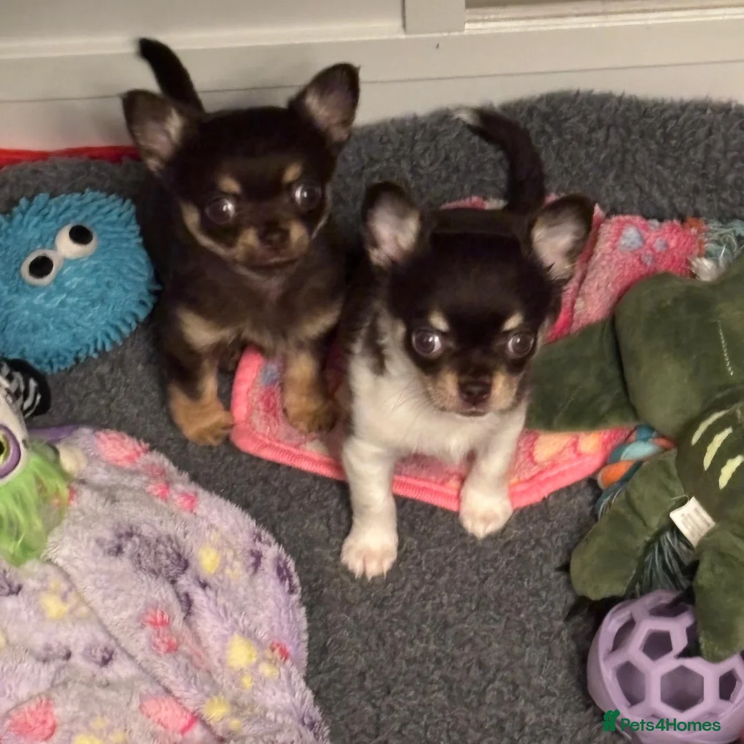 Chihuahua dogs for sale: Chocolate chihuahua boys ready now  - Advert 25