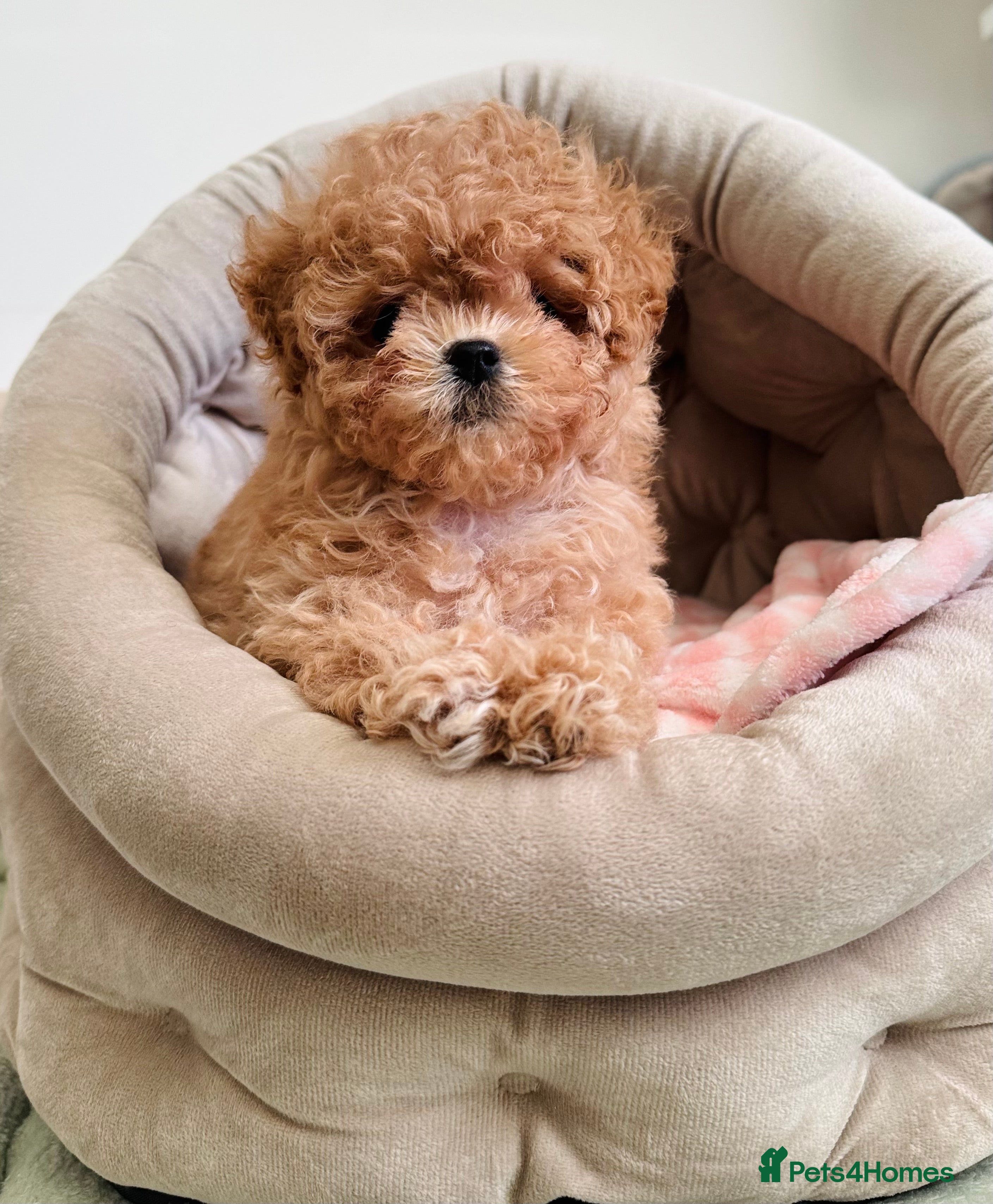 Maltipoo dogs ✨Rare Top Quality Tiny Asian F1 Maltipoo✨ - Advert 17