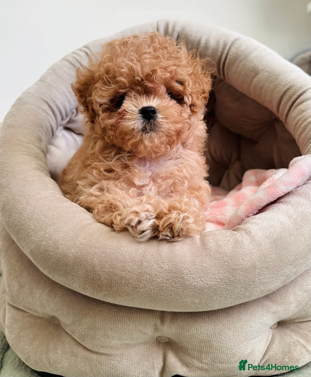 Maltipoo dogs for sale: ✨Rare Top Quality Tiny Asian F1 Maltipoo✨ - Advert 1