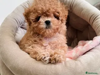 Maltipoo dogs ✨Rare Top Quality Tiny Asian F1 Maltipoo✨ - Advert 8