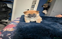 Japanese Shiba Inu dogs for sale: Lovely Shiba Inu Puppies, Last One Left - Advert 9