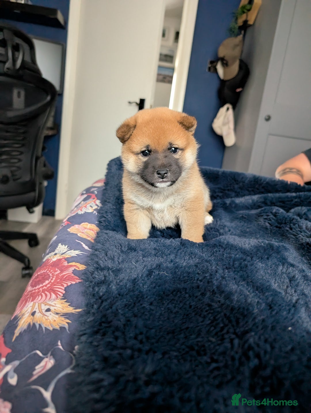 Japanese Shiba Inu dogs for sale: Lovely Shiba Inu Puppies, Last One Left - Advert 9