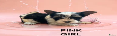Biewer Terrier Puppy 3