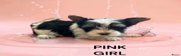 Biewer Terrier dogs for sale: biewer terriers  - Advert 5