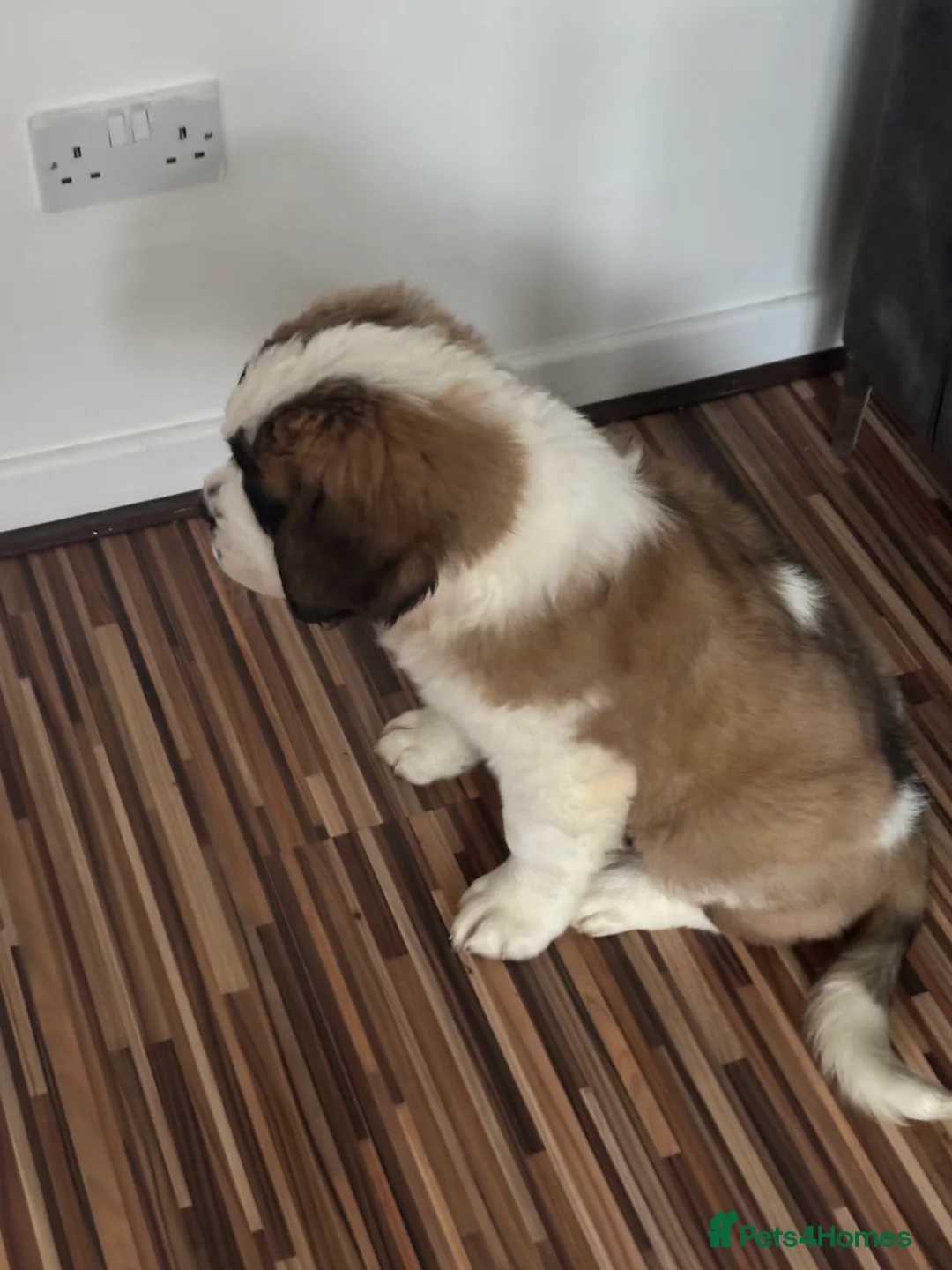 Saint Bernard dogs for sale: Beautiful Saint Bernard puppy - Advert 9