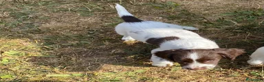 English Springer Spaniel 2