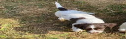 English Springer Spaniel dogs for sale: Exciting Prospects in Ashbourne - Advert 6