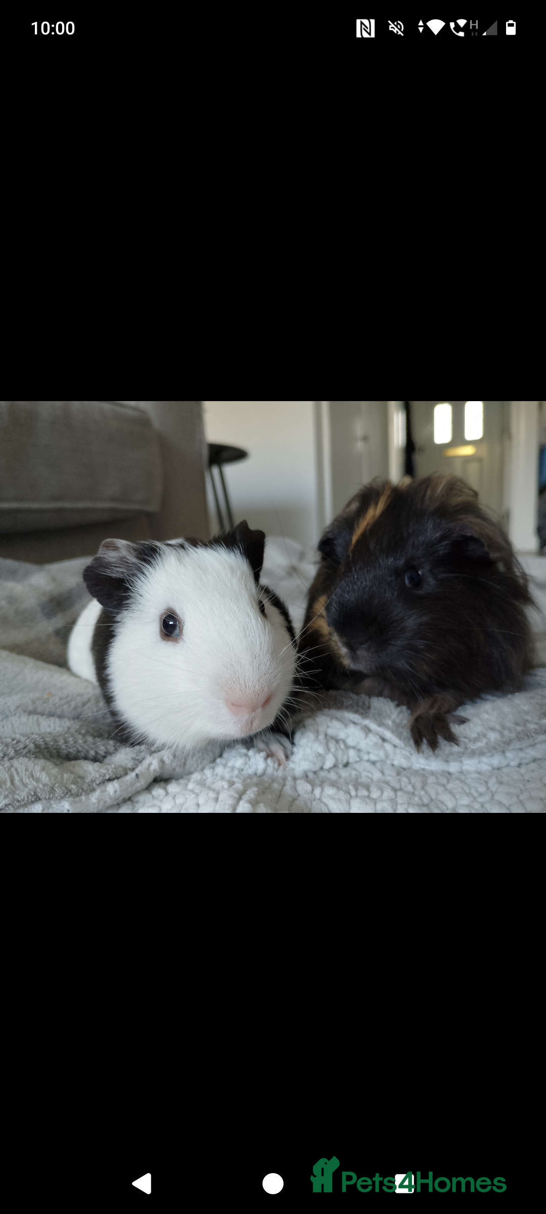 Guinea Pig rodents for sale: Two male guinea pigs 6 months old - Image 4