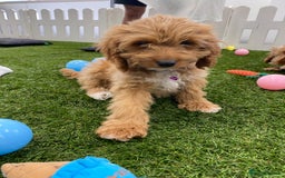 Cockapoo dogs for sale: 🐾STUNNING F1 COCKERPOOS REG BREEDER🐾 - Image 9