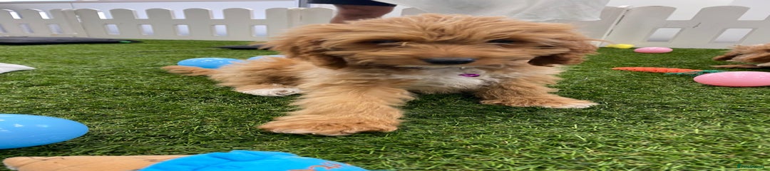 Cockapoo Puppy 3