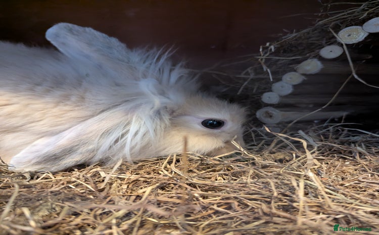 Mini Lion Lop rabbits - Advert 1