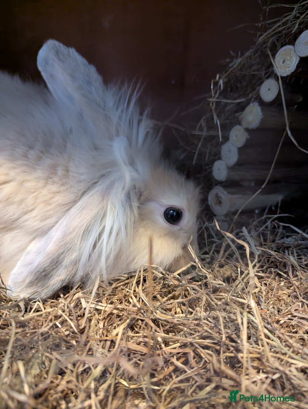 Mini Lion Lop rabbits for sale: Male lionlop - Image 1