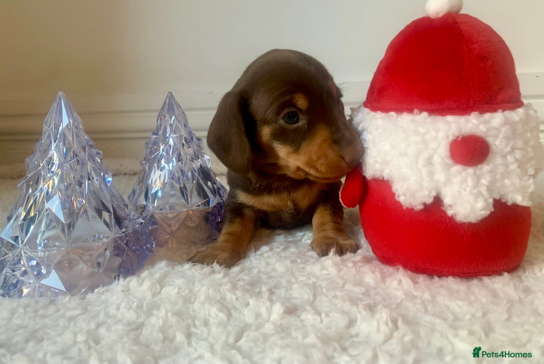 Miniature Dachshund dogs for sale: Pra clear miniature dachshunds - Image 1