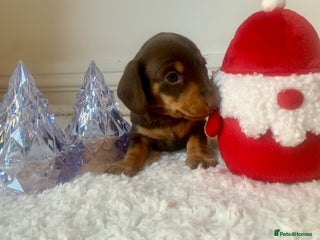 Miniature Dachshund dogs - Advert 4