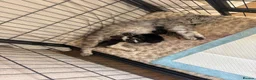Mixed Breed cats for sale: 6x Scottish Fold/Main Coon/Bengal Kittens  - Advert 17