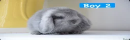 Mini Lop rabbits for sale: Beautiful pure mini lop bunnies   - Advert 8