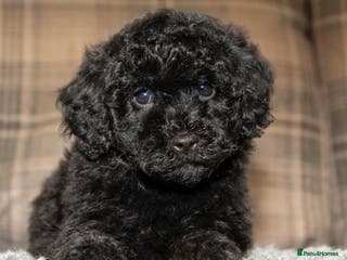 Cavapoo dogs F1B Cavapoo - 2 puppies left - Advert 15