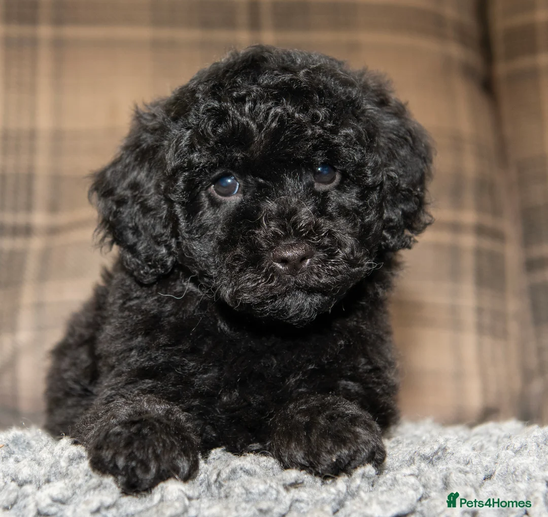 Cavapoo dogs for sale: F1B Cavapoo - 2 puppies left  - Advert 1