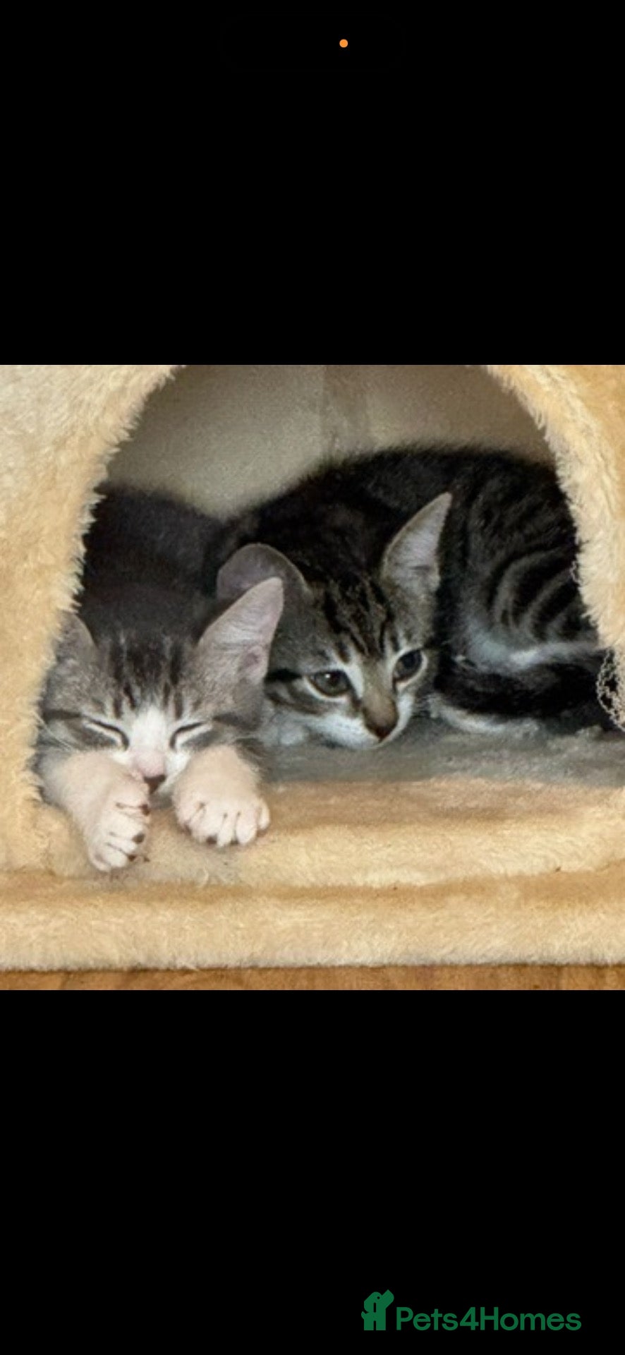 Mixed Breed cats 2 cats for sale 1 and a half  - Advert 3