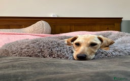 Mixed Breed dogs for adoption: Sika (Labrador/Pointer mix) - Image 5