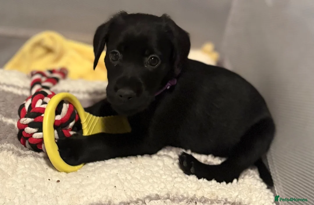 Cockerdor dogs for sale: Female Cockerdor puppies    - Advert 2