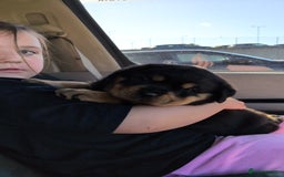 Rottweiler dogs for sale: Exclusive UK Rottweiler Puppy Champion Bloodlines - Image 26