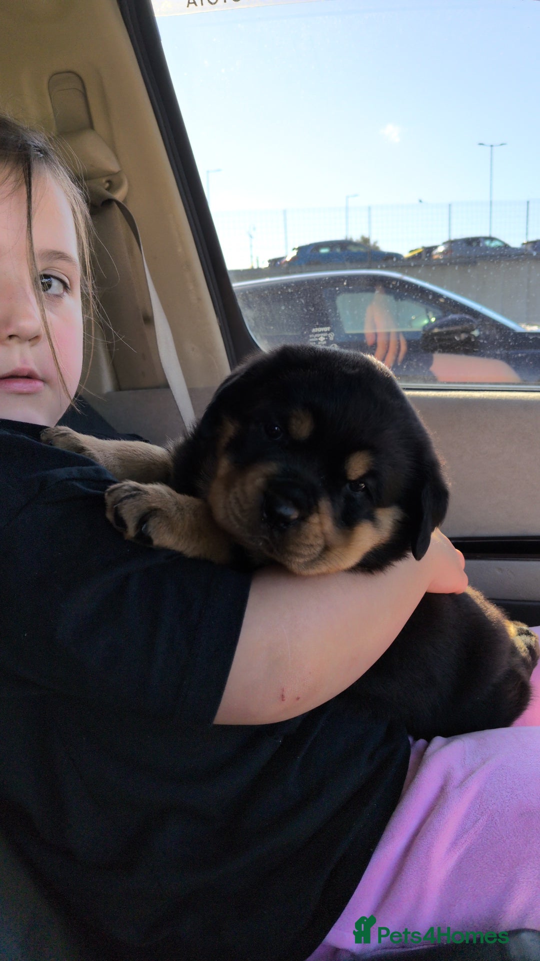 Rottweiler dogs for sale: Exclusive UK Rottweiler Puppy Champion Bloodlines - Image 26