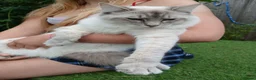 Ragdoll cats for sale: Beautiful Ragdoll male - Advert 2